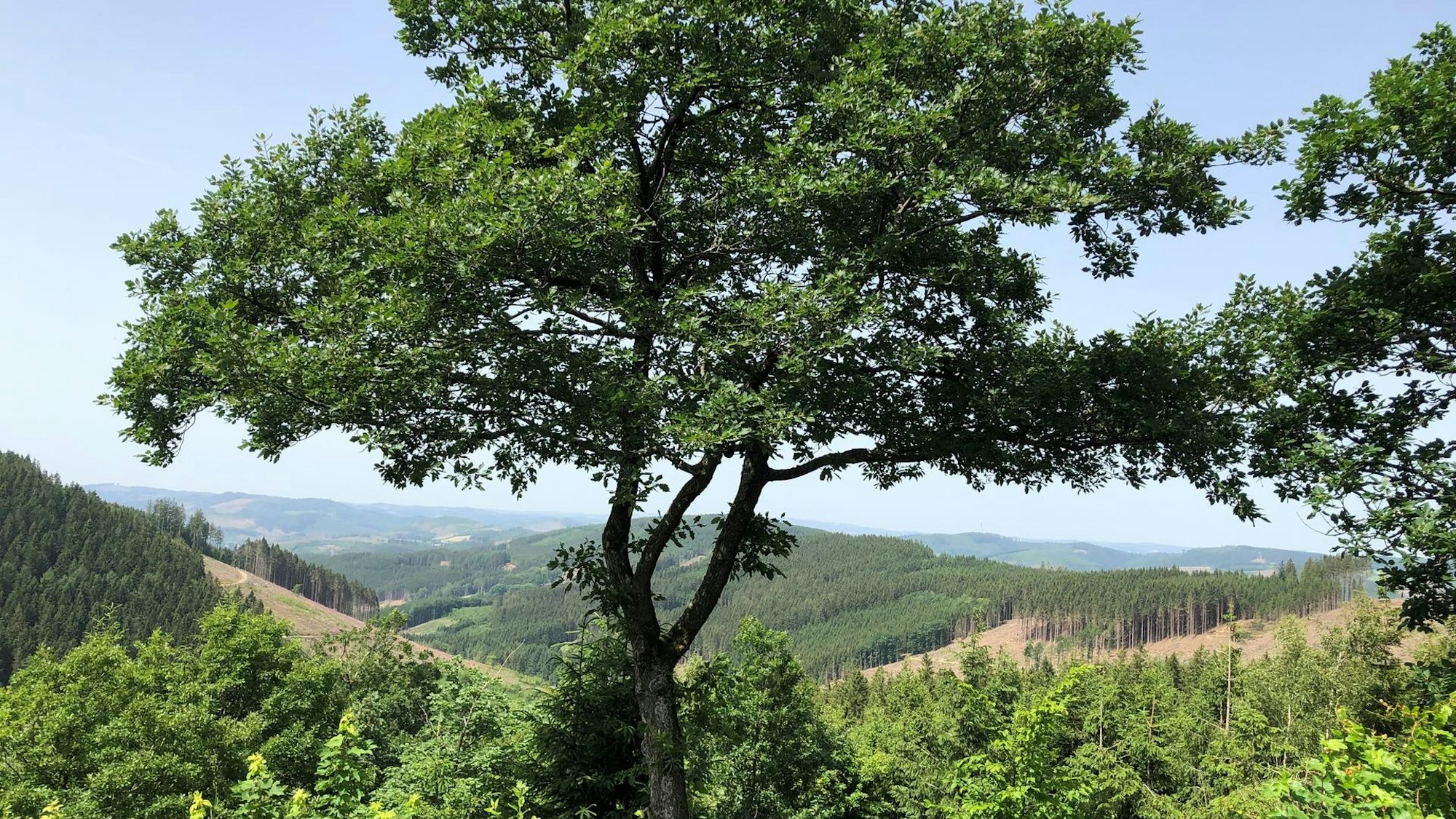 Blick auf Berge und Bäume des Sauerlands