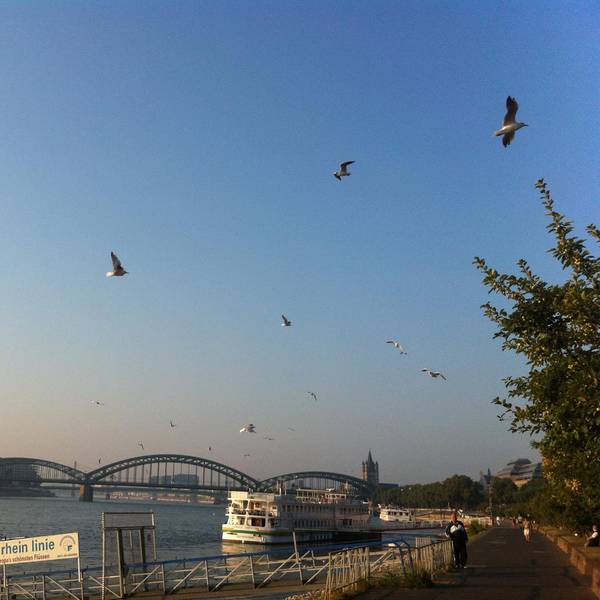 Köln3 Sonne 082016 Reiche