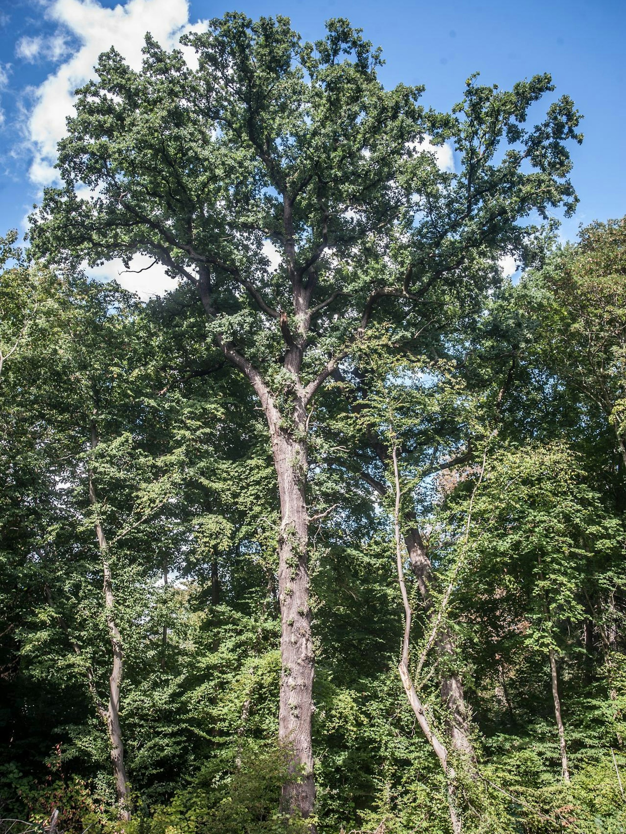 hammerweg_rar_rle_09082022ALF_3003
