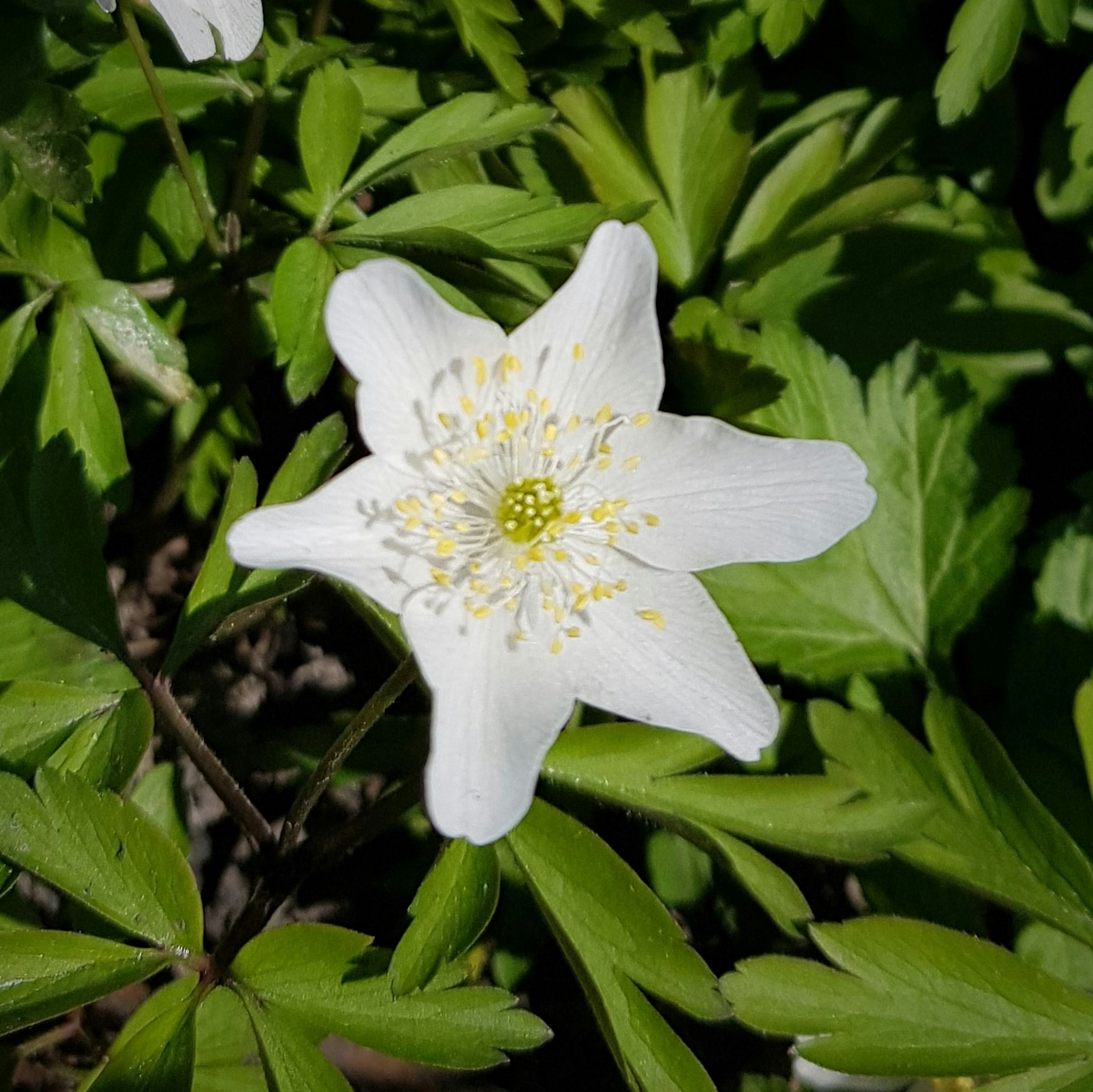 Bild 6 Buschwindroeschen - Sperl