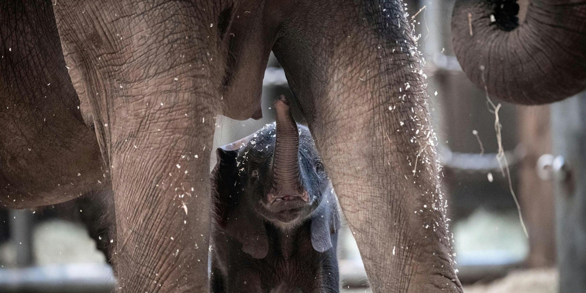 Tsavo 2