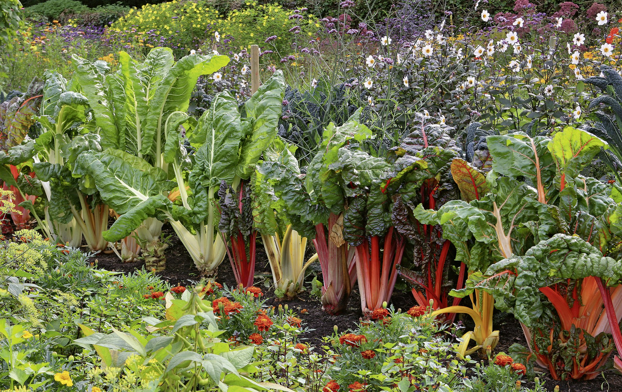 Gemüseanbau Ursel_Borstell