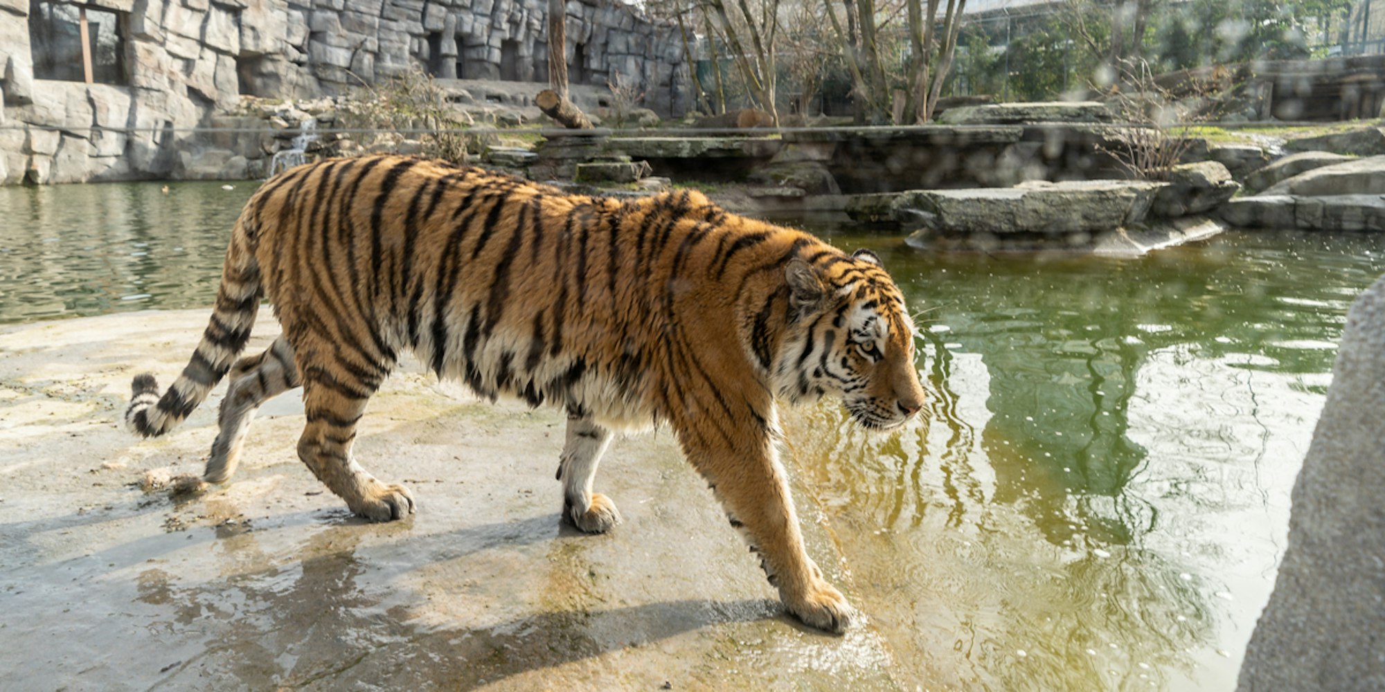 (c)W.Scheurer-7309694