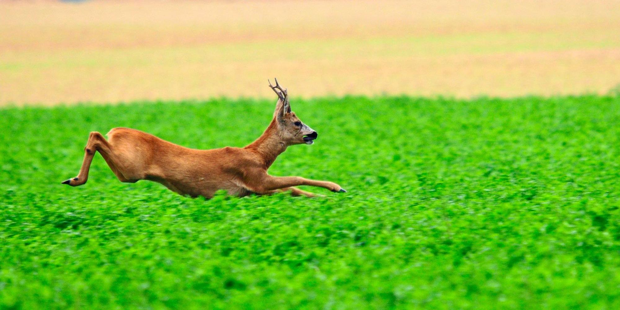 Rehbock_beim_Sprint_
