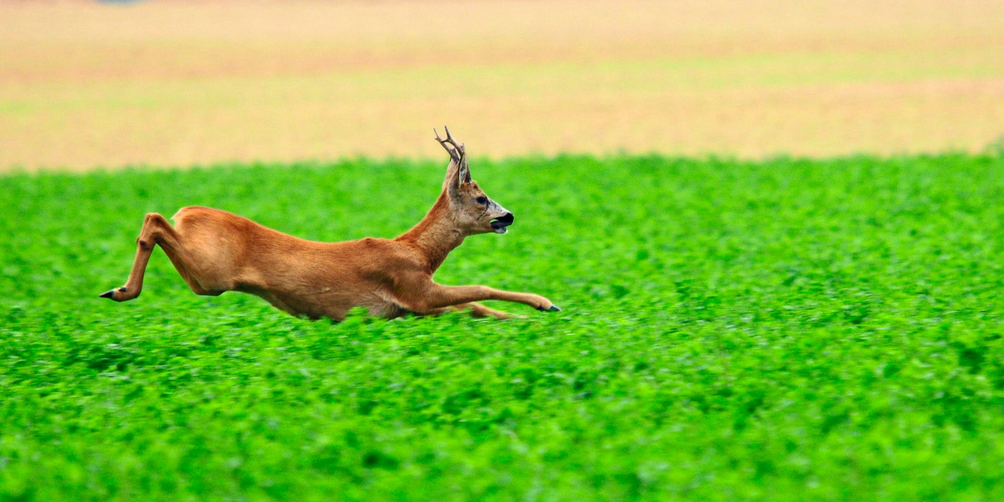 Rehbock_beim_Sprint_