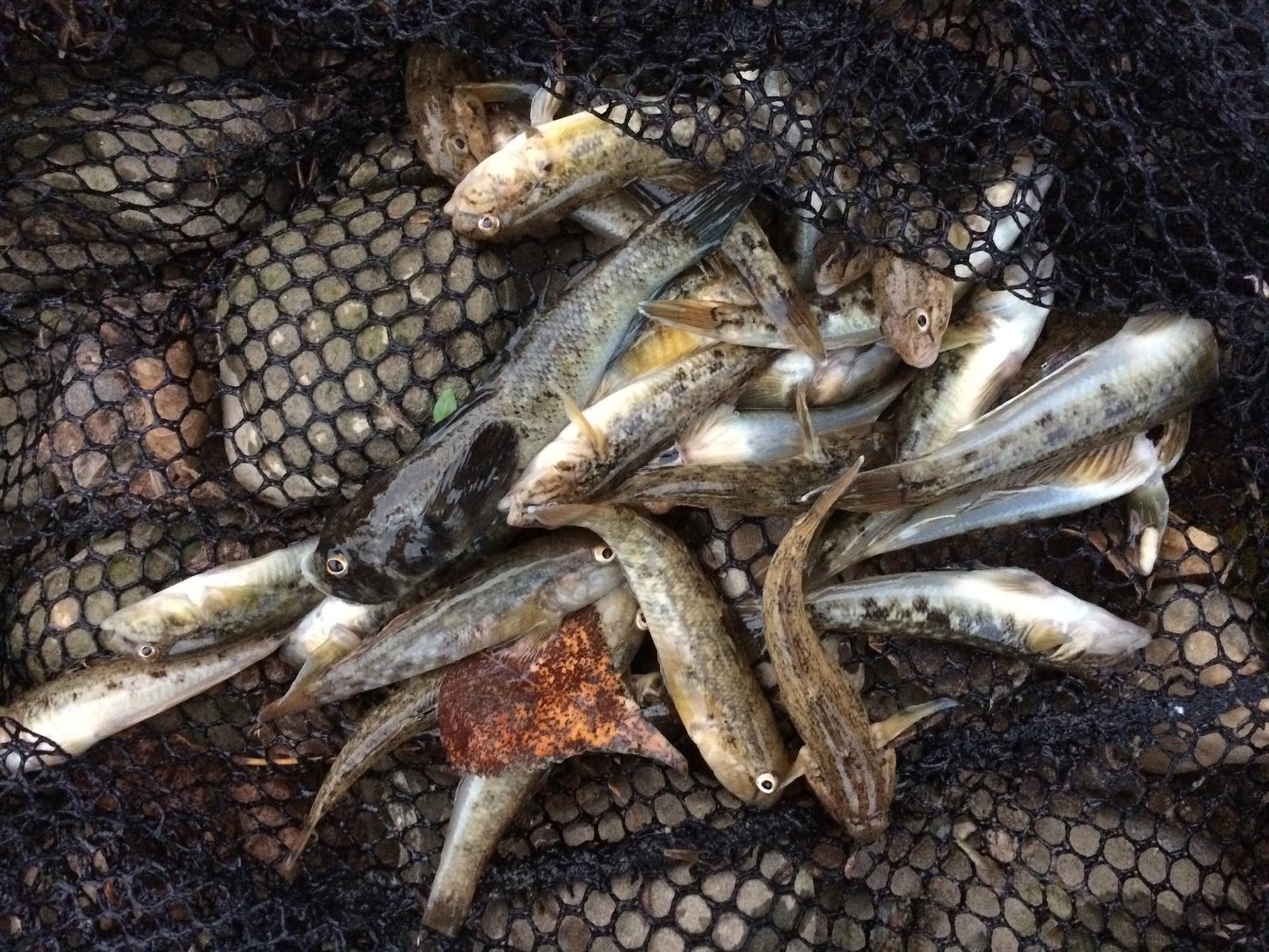 Gefangene Fische