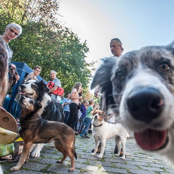Hunde Leverkusen Symbolbild