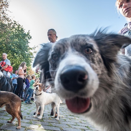 Hunde Leverkusen Symbolbild