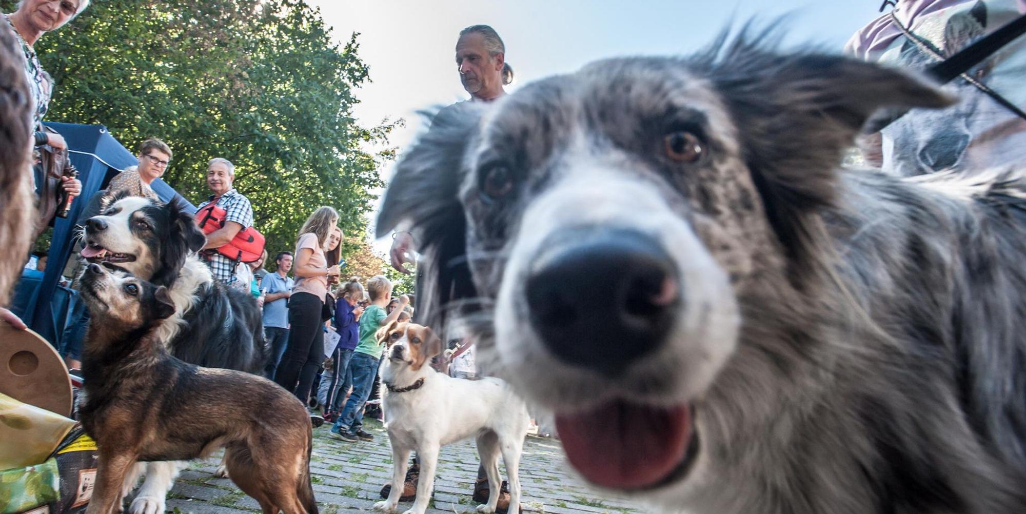 Hunde Leverkusen Symbolbild