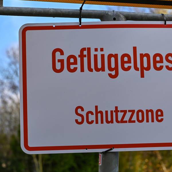 Geflügelpest Symbolbild dpa