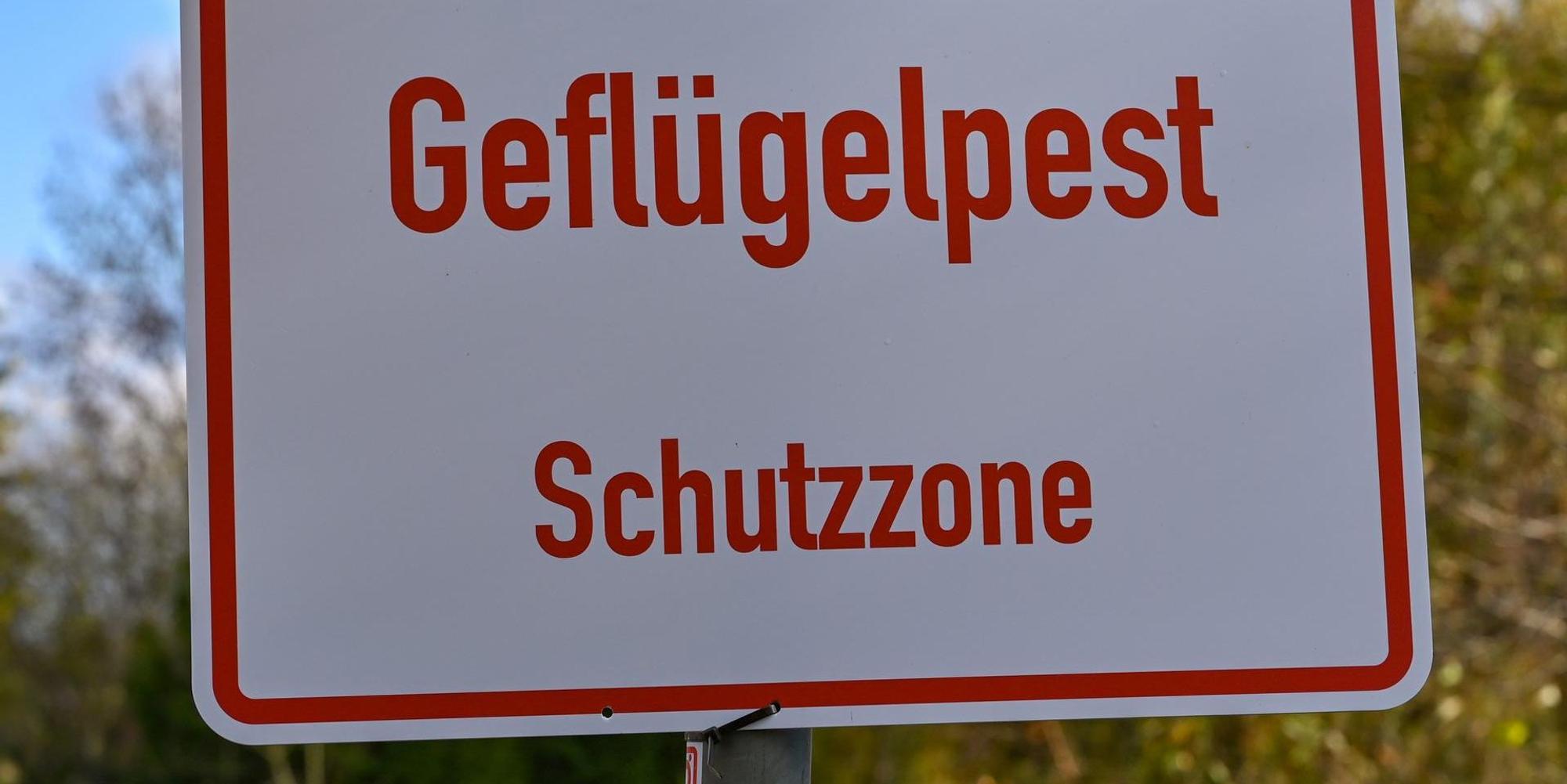 Geflügelpest Symbolbild dpa