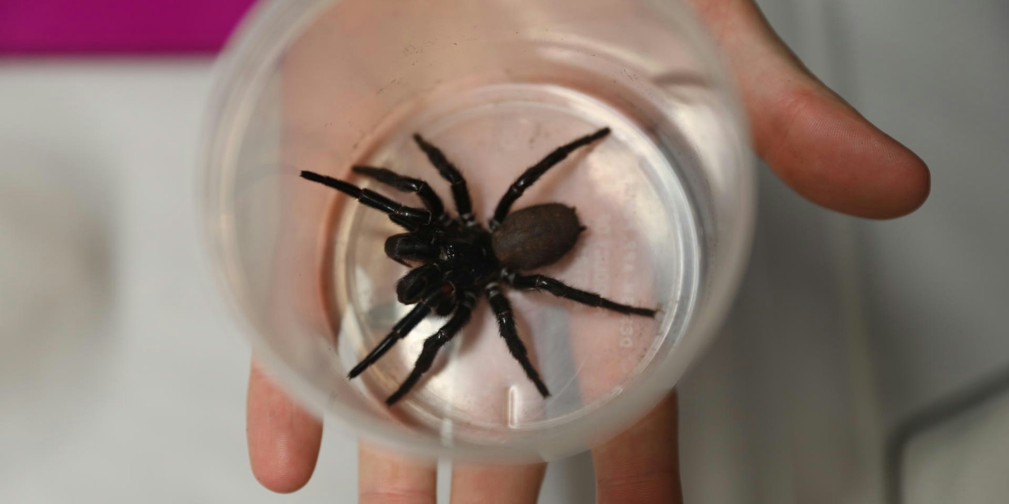 Trichternetz Spinne ARP 161121 (2)