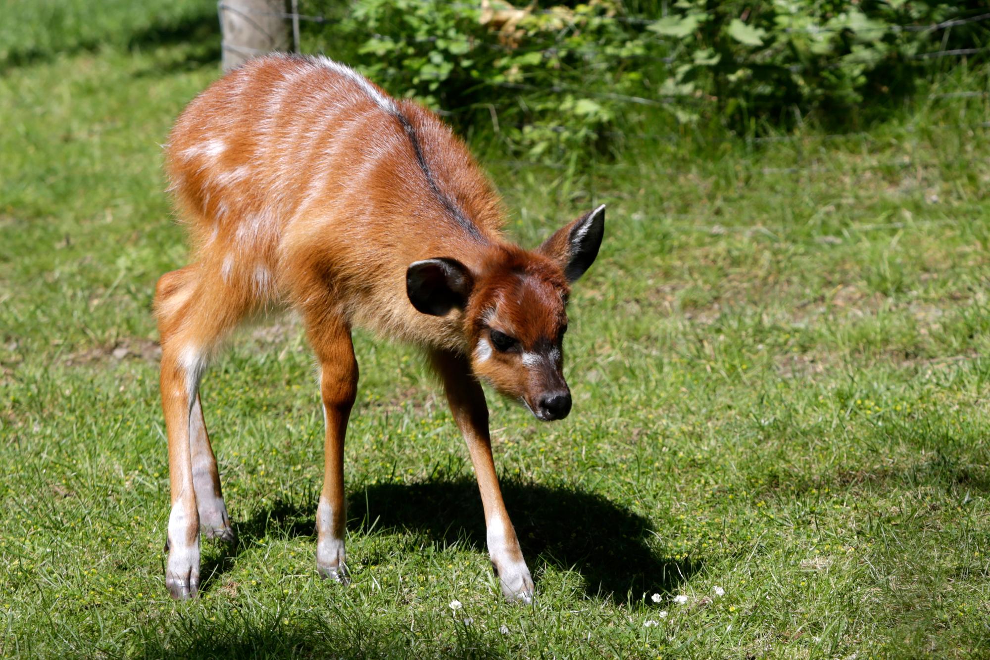 23062016_ Sitatunga-Antilope_12