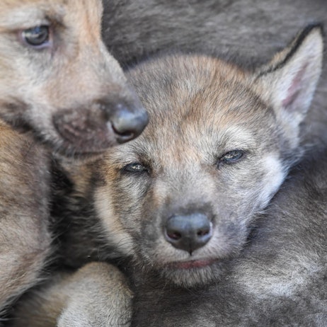 Wolfswelpe