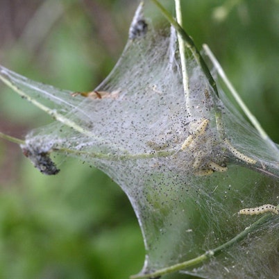 Gespinstmotte 110517