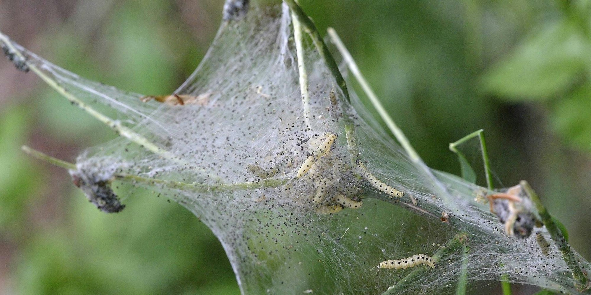 Gespinstmotte 110517