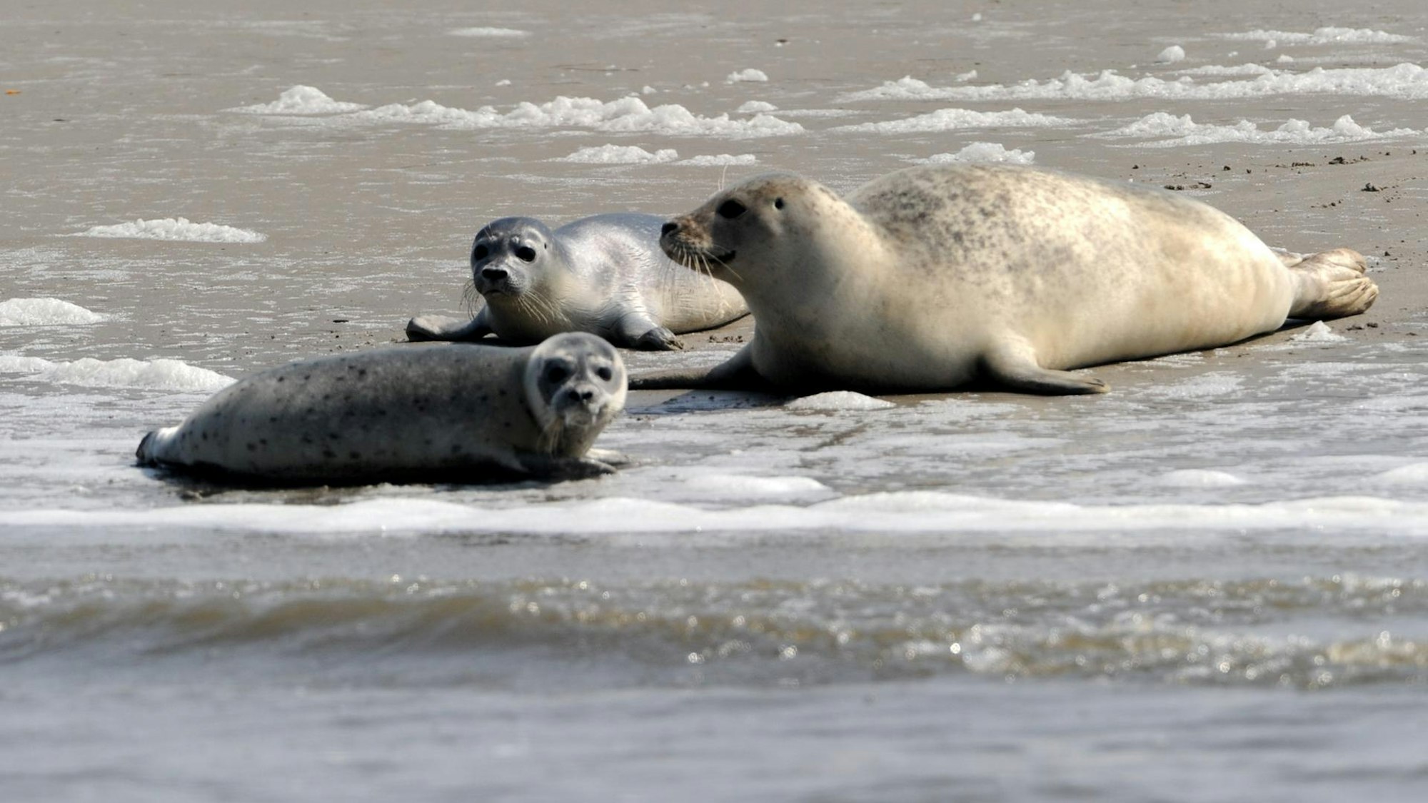 Eine Kegelrobbe mit Jungtieren am Strand