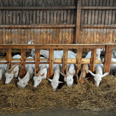 270918Rakoczy-Vulkanhof-Eifel20