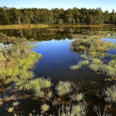 Hoge Kempen BE NAtionalpark imago blickwinkel