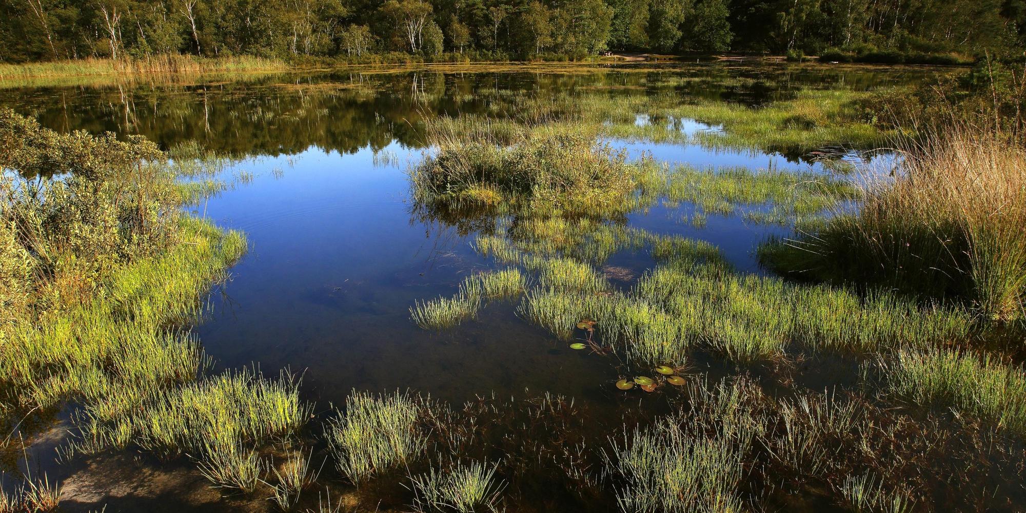 Hoge Kempen BE NAtionalpark imago blickwinkel