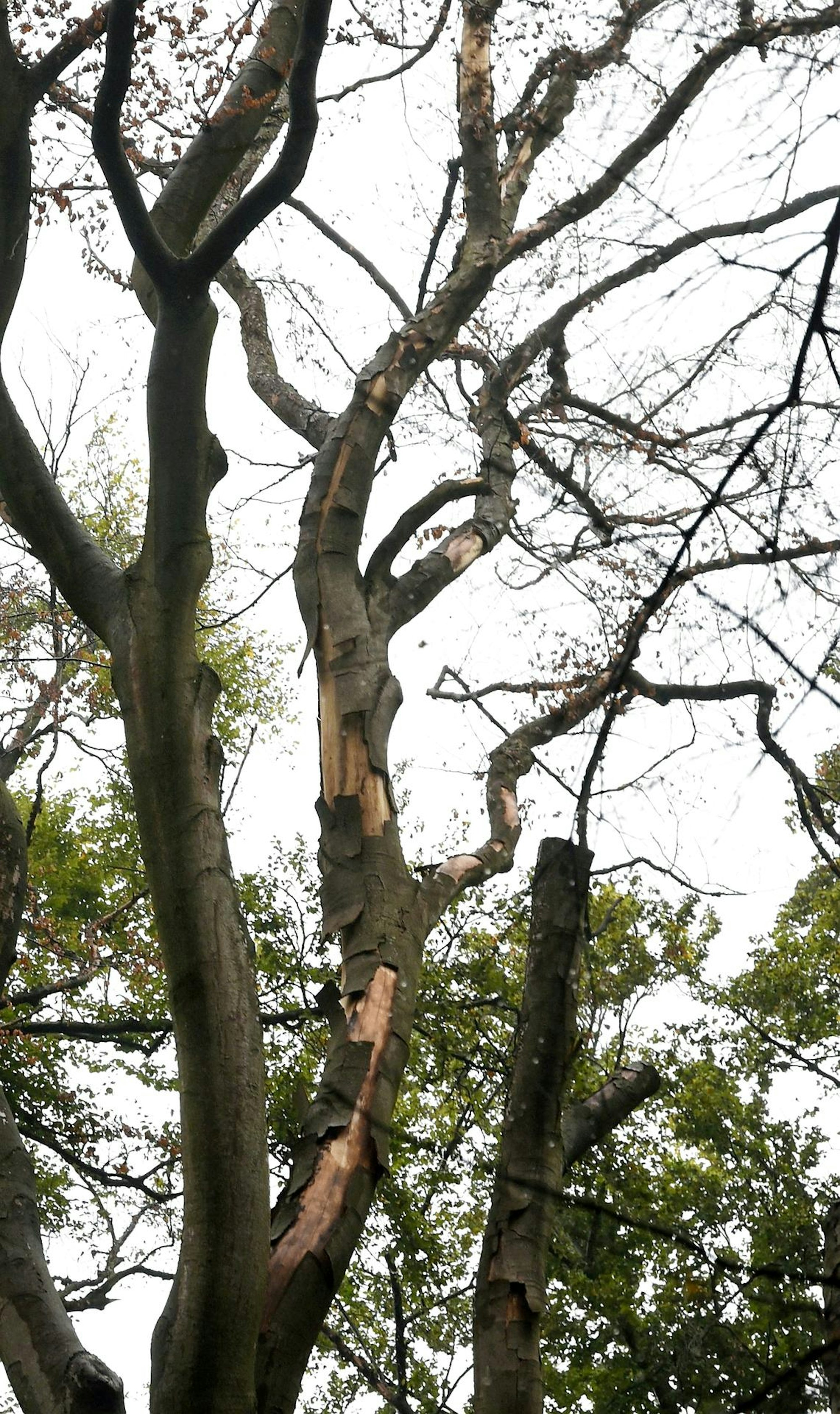 20200929-RAK-ZukunftdesWaldes-012