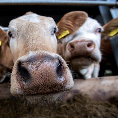 Bio_Fleisch_69943522