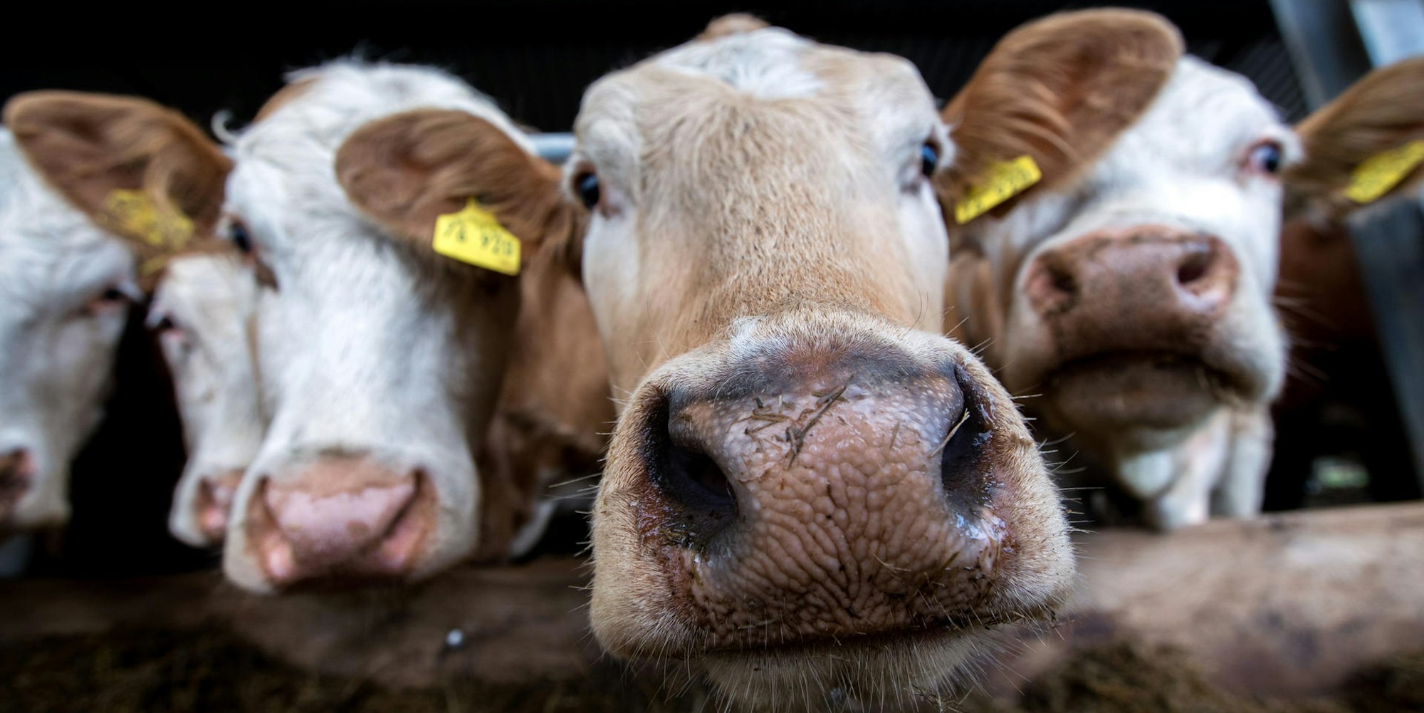 Bio_Fleisch_69943522