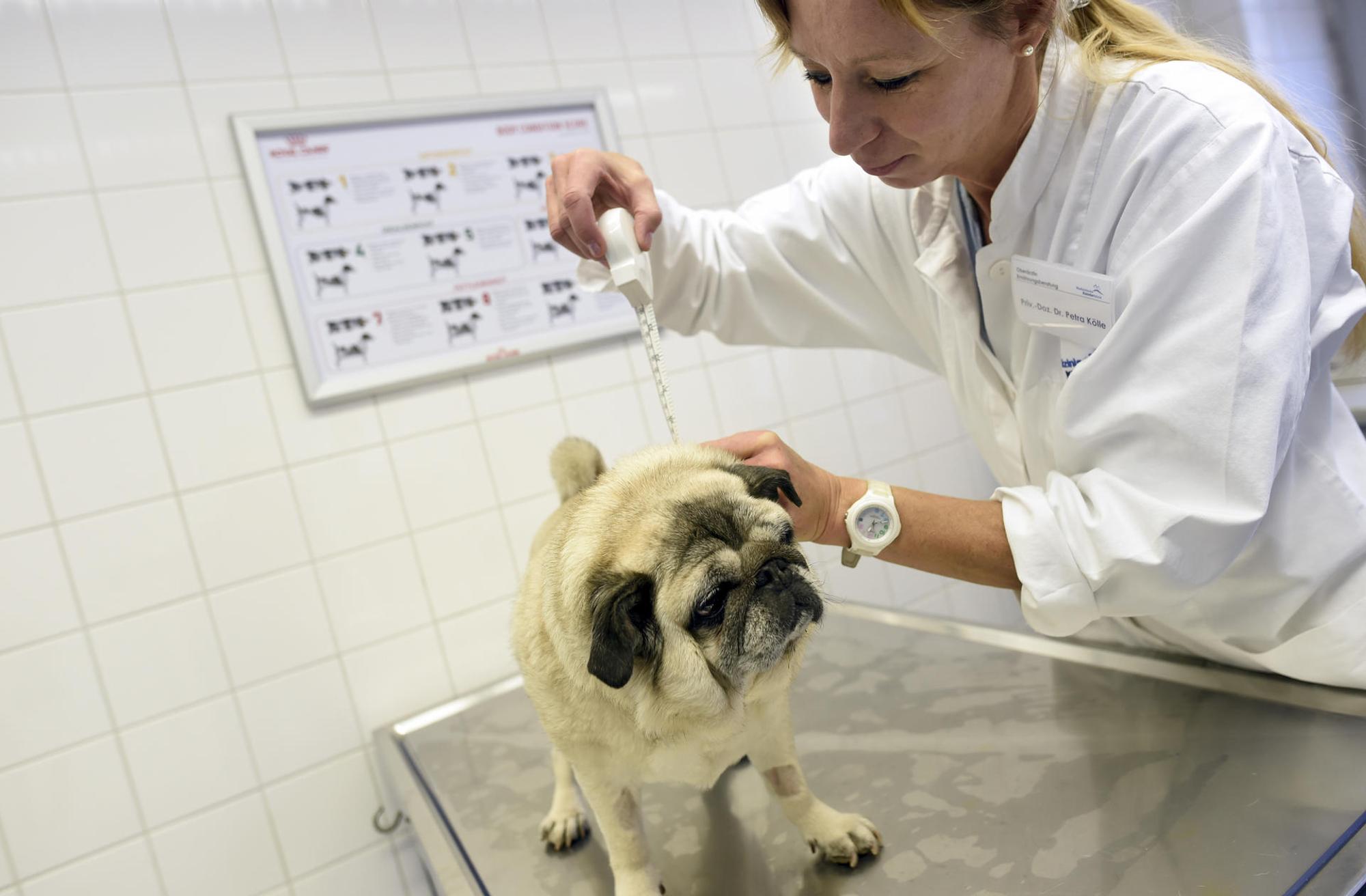 Dicker Mops beim Tierarzt