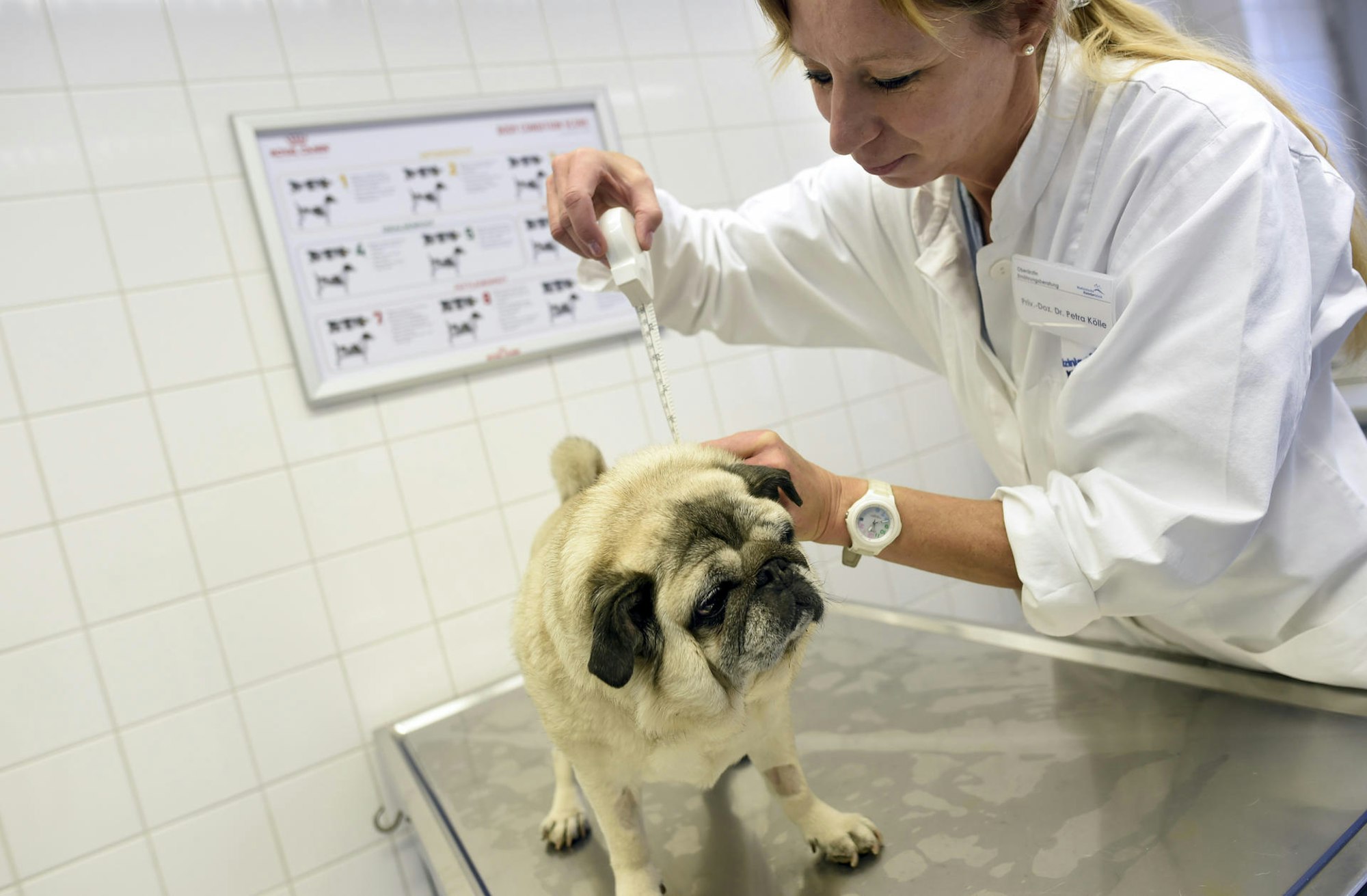 Dicker Mops beim Tierarzt