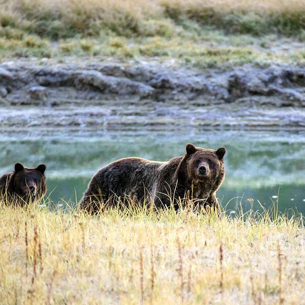 Grizzly afp neu