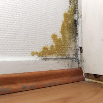 Schimmel_in_der_Wohn_39928479