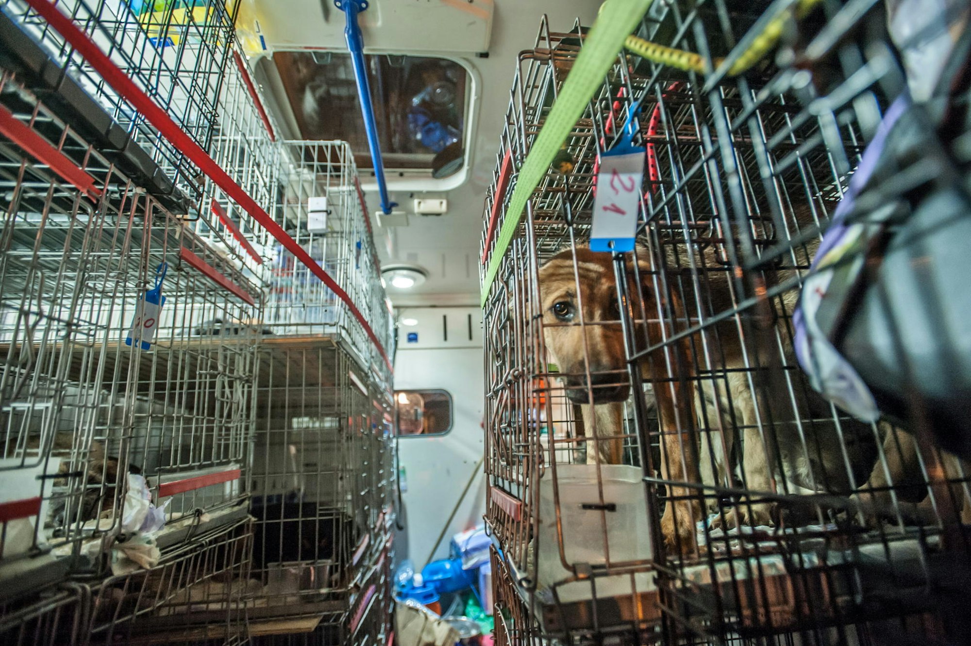 leverkusen-vier pfoten_1742