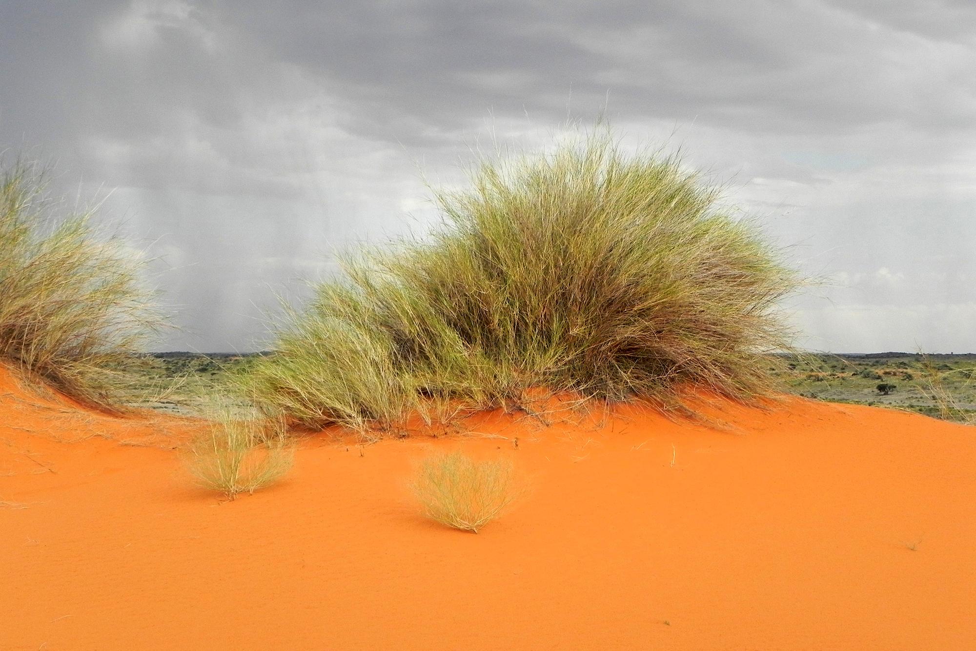 Kalahari_Küste