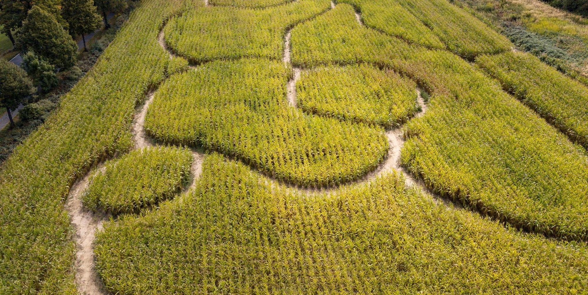 maislabyrinth