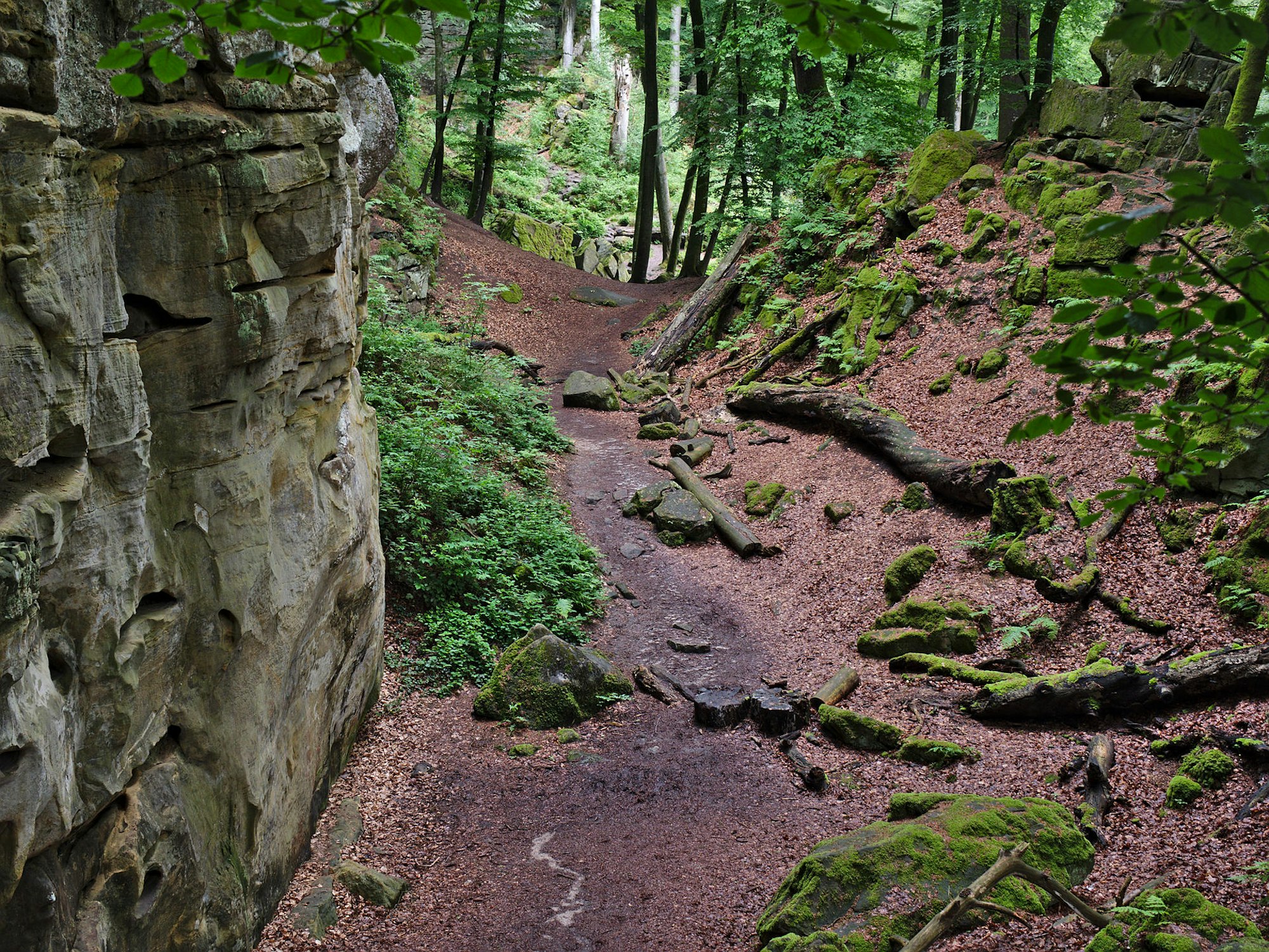 Wiki_In_der_Teufelsschlucht_3_Diarnst_CC4.0