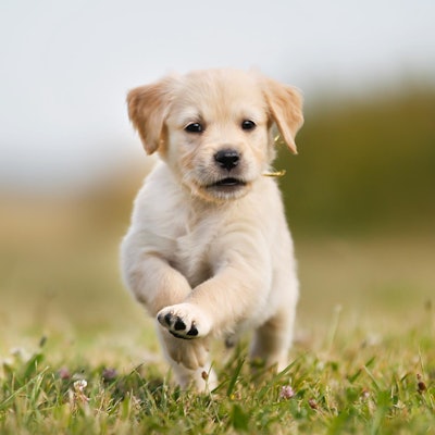 welpen_köln_landgericht