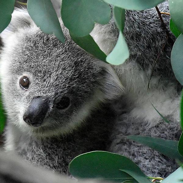 Koala 110222