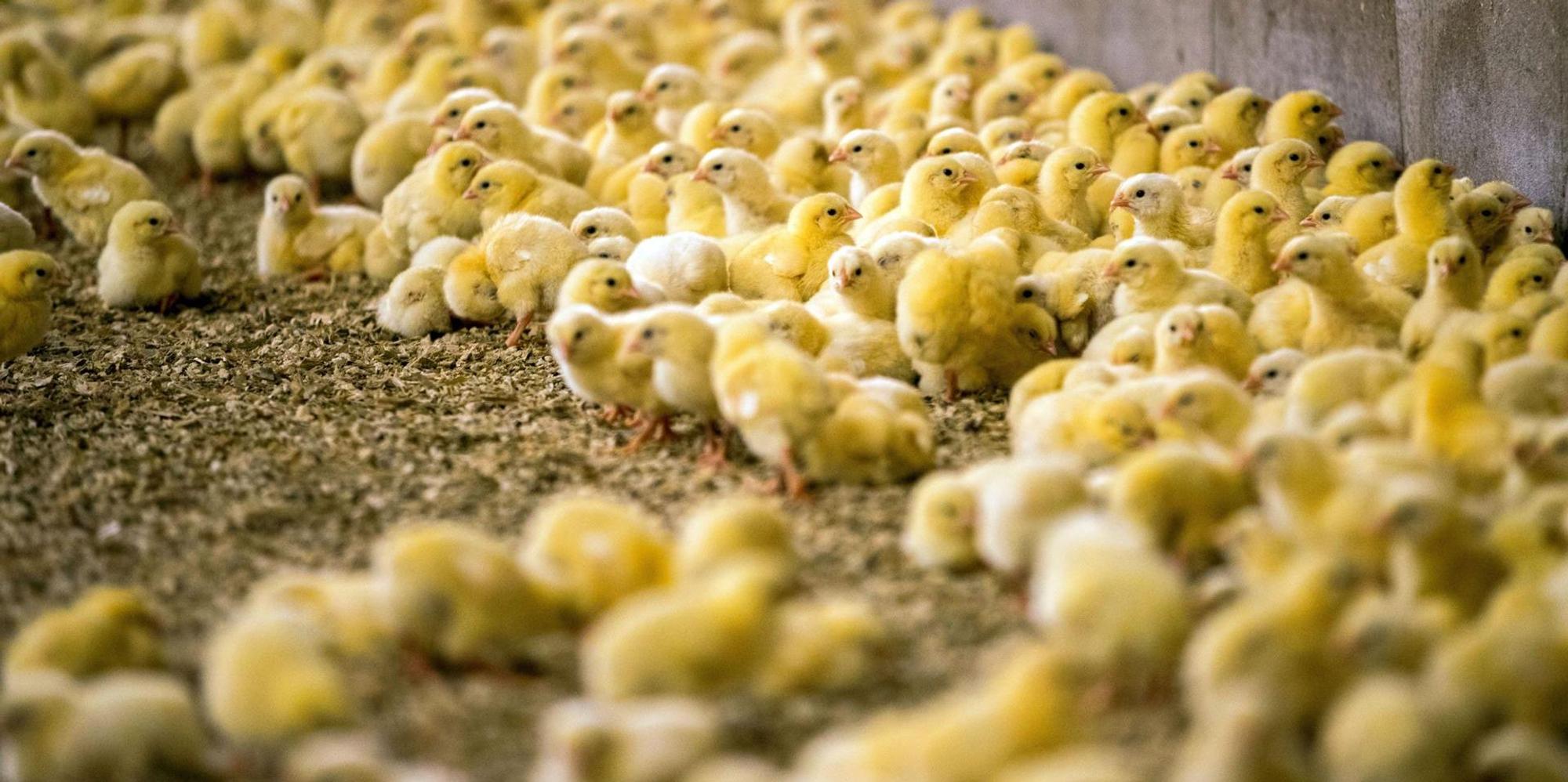 Küken