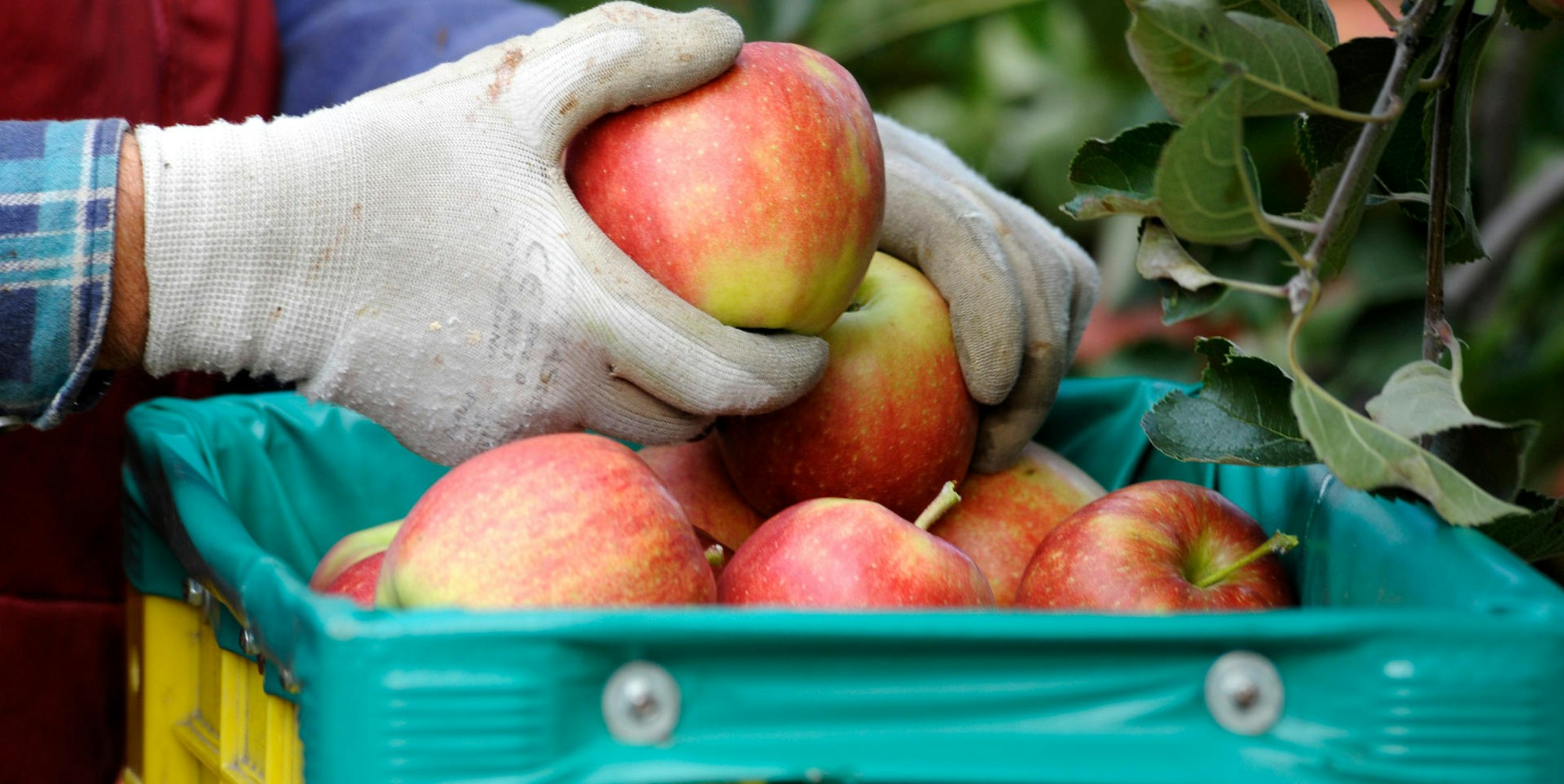 Apfelernte_im_Alten_39286228