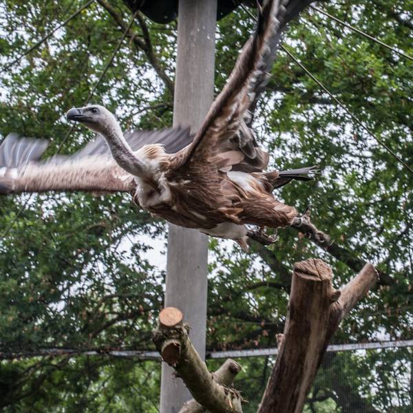 geier-wildpark_rar_rle_05202022ALF_8400