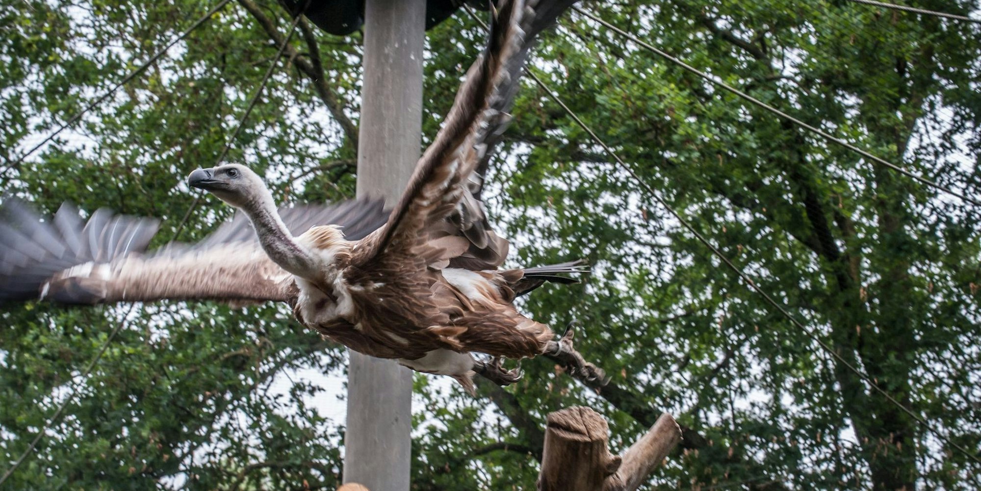 geier-wildpark_rar_rle_05202022ALF_8400