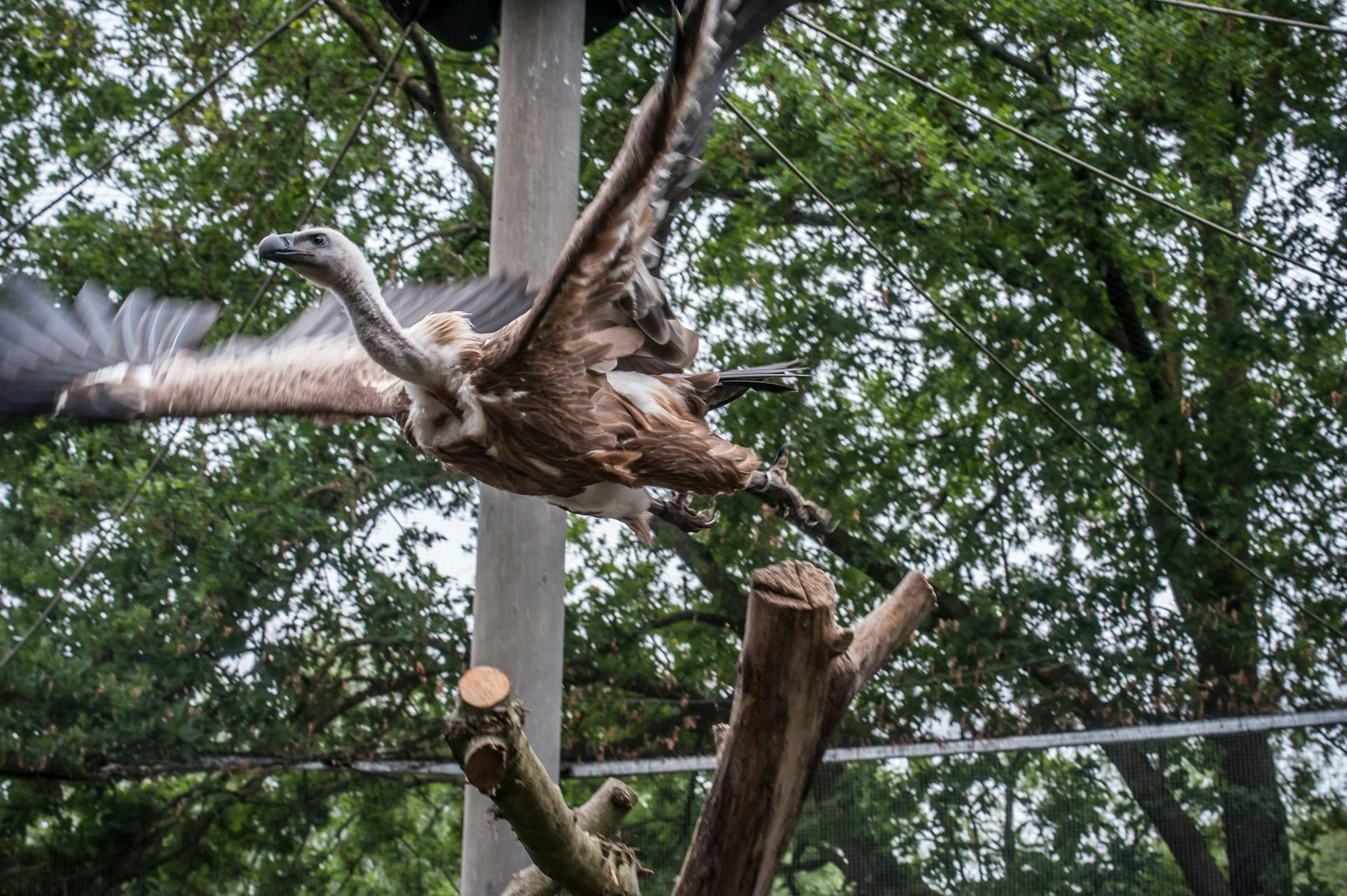 geier-wildpark_rar_rle_05202022ALF_8400