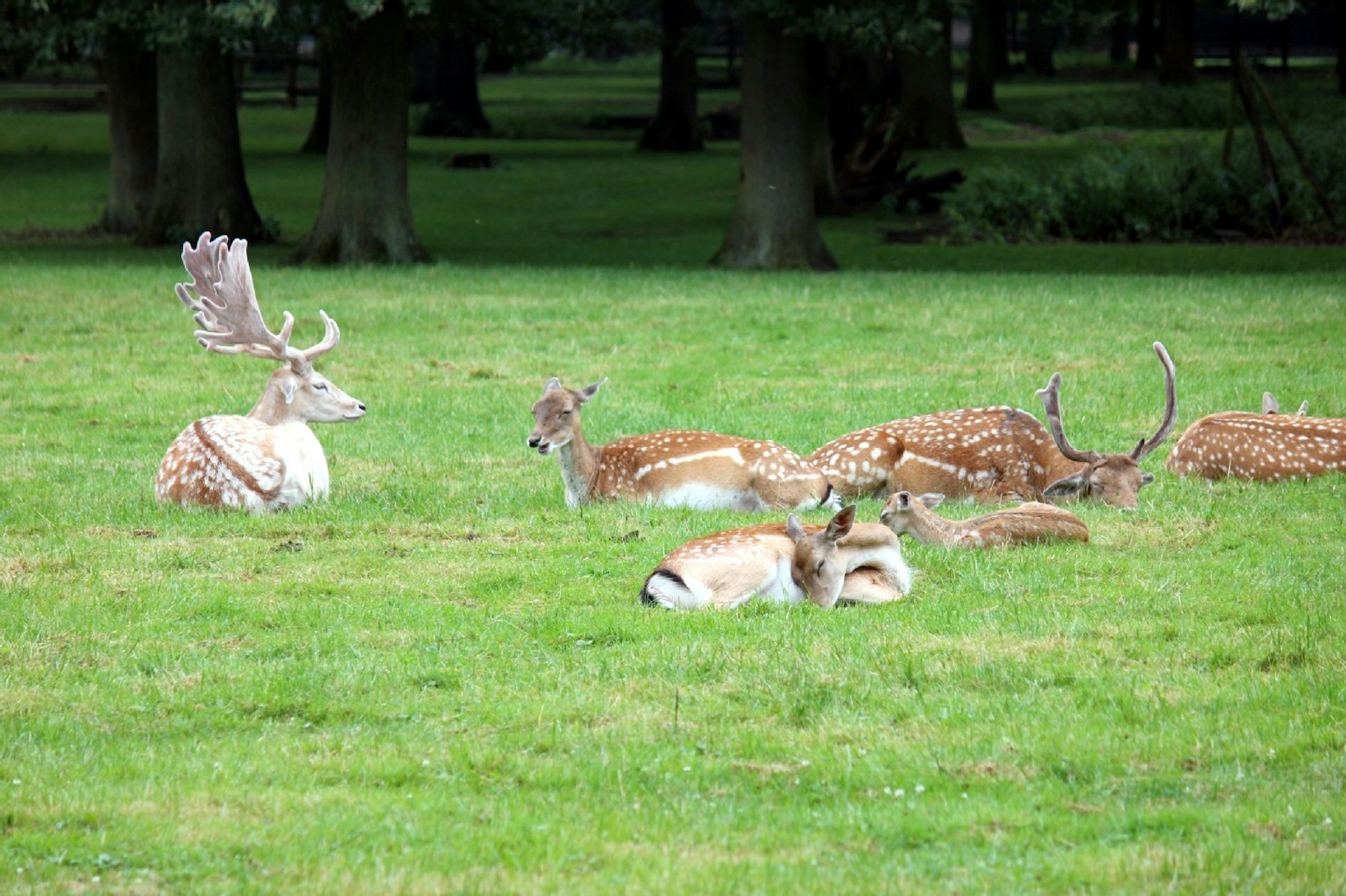 Rehe im Wildpark Dünnwald.