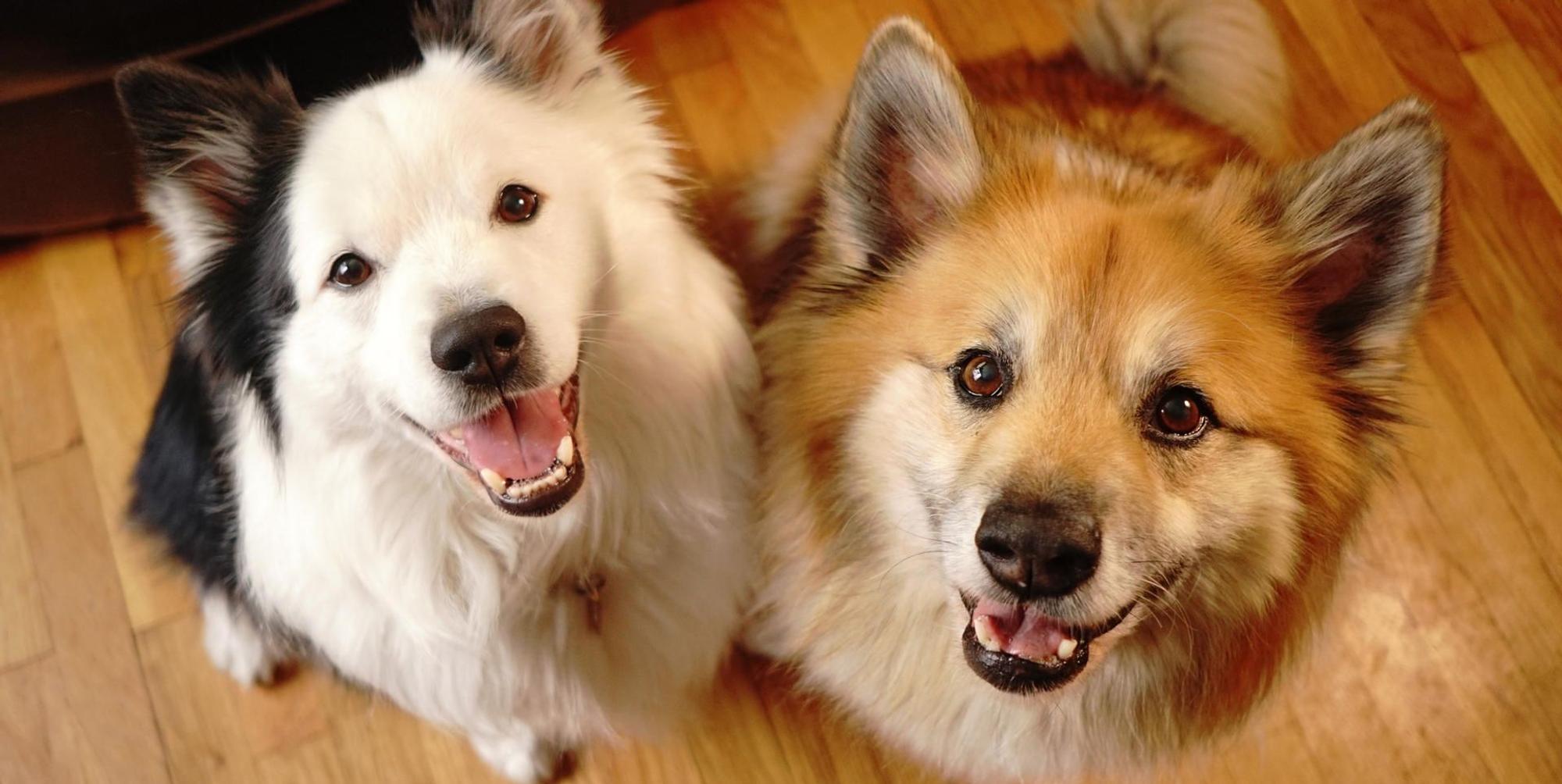 2HundeGettyImages_ChrisBoswell1161871064