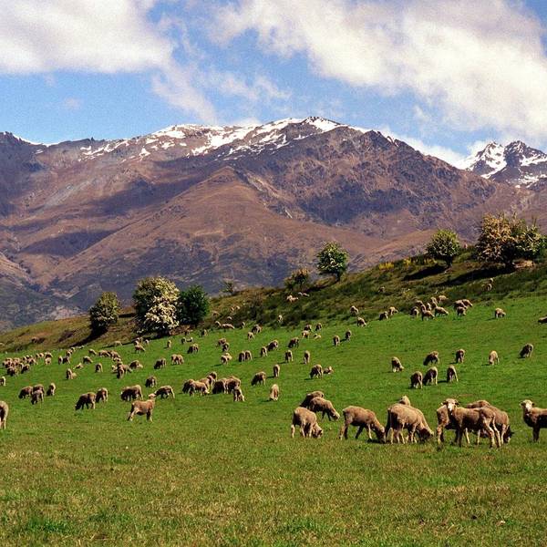 Neuseeland Schafe Eintritt dpa