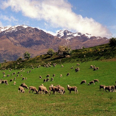 Neuseeland Schafe Eintritt dpa