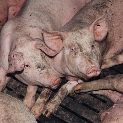 VIER_PFOTEN_zu_Ergeb_55358547