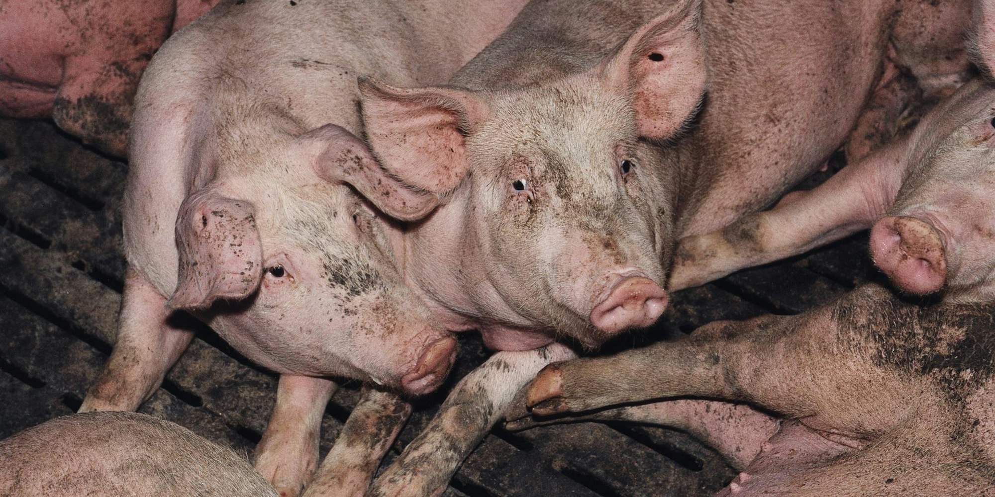 VIER_PFOTEN_zu_Ergeb_55358547