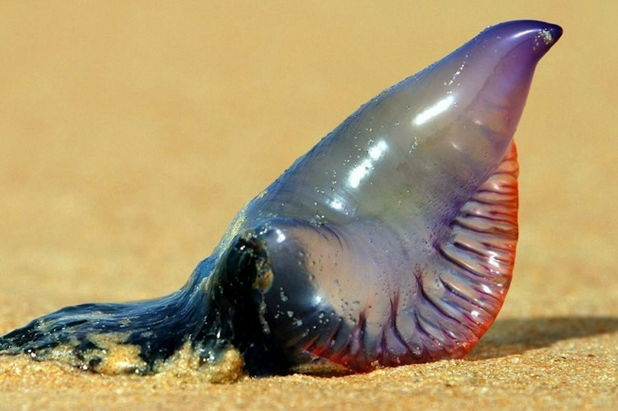 portugiesische_galeere_dpa