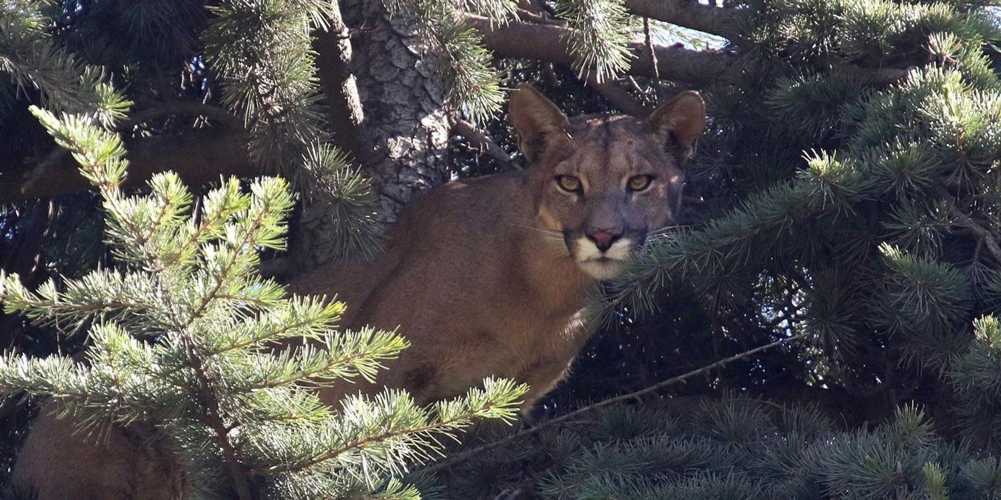 Puma dpa